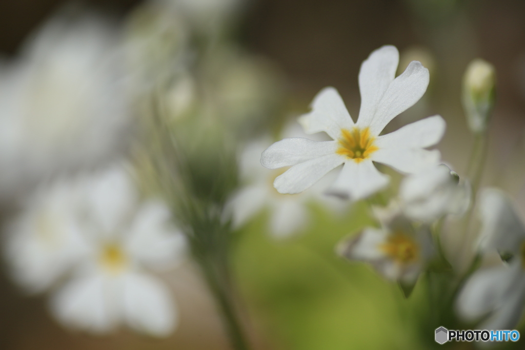 撮って出し(2024-03-31_10-31)-(Canon EOS 6D-90
