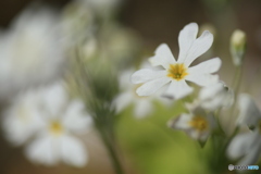 撮って出し(2024-03-31_10-31)-(Canon EOS 6D-90