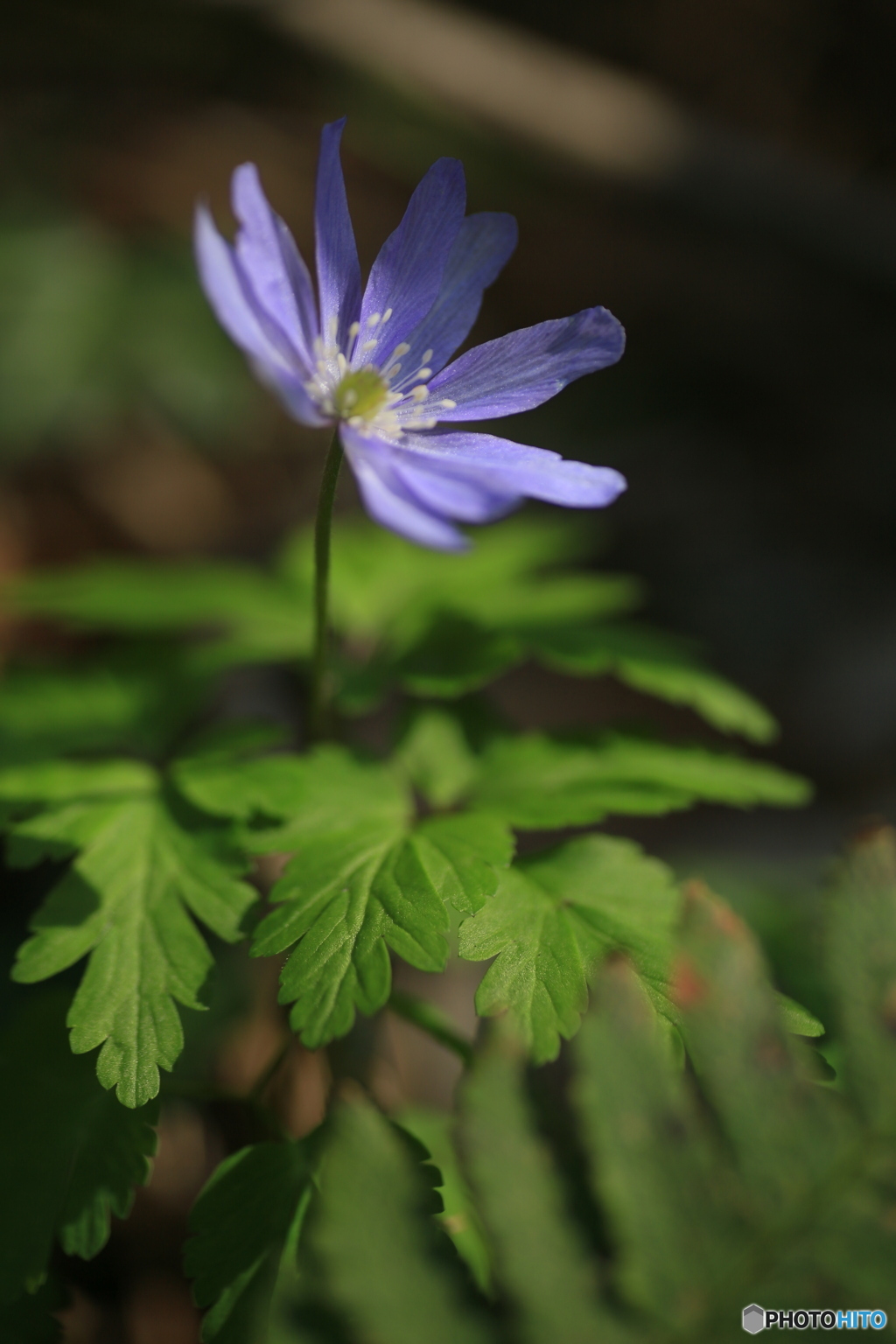 撮って出し(2024-04-12_14-41)-(Canon EOS 6D-90