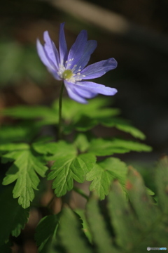 撮って出し(2024-04-12_14-41)-(Canon EOS 6D-90
