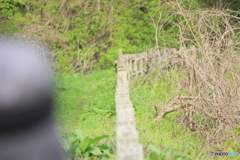 撮って出し(2025-04-27_08-31)-(Canon EOS 60D-2