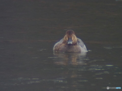 撮って出し(2025-03-02_11-10)-(E-M5-0())_02