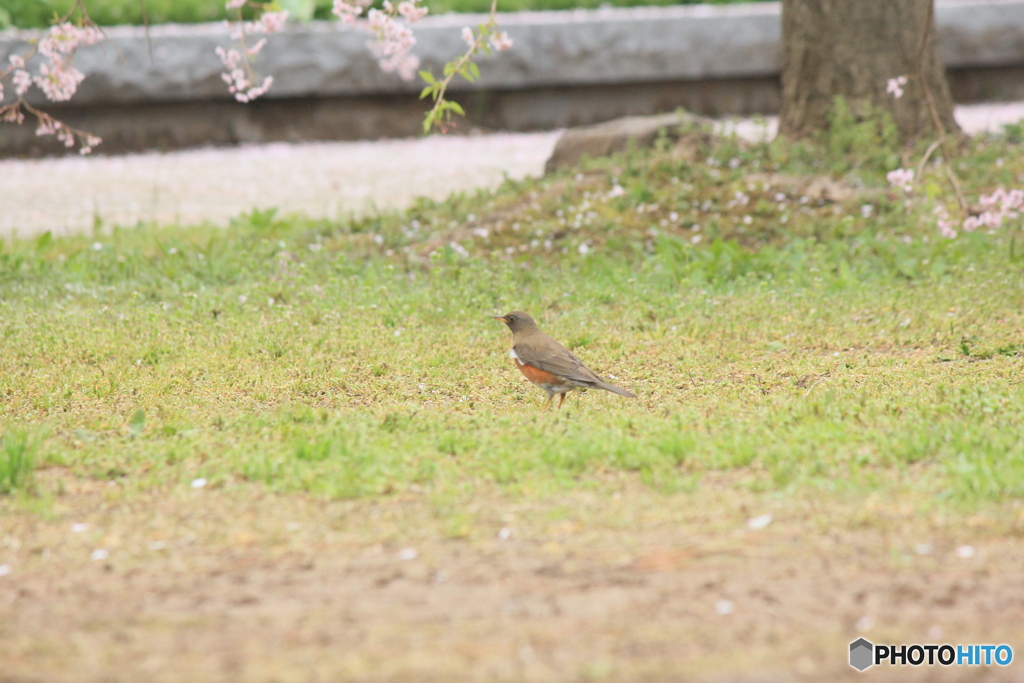 撮って出し(2025-04-24_08-36)-(Canon EOS 60D-2