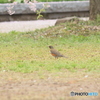 撮って出し(2025-04-24_08-36)-(Canon EOS 60D-2