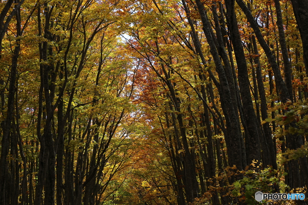 撮って出し(2025-10-27_09-52)-(Canon EOS 6D-90