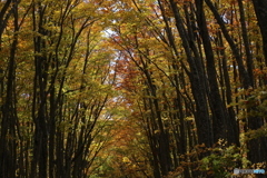 撮って出し(2025-10-27_09-52)-(Canon EOS 6D-90