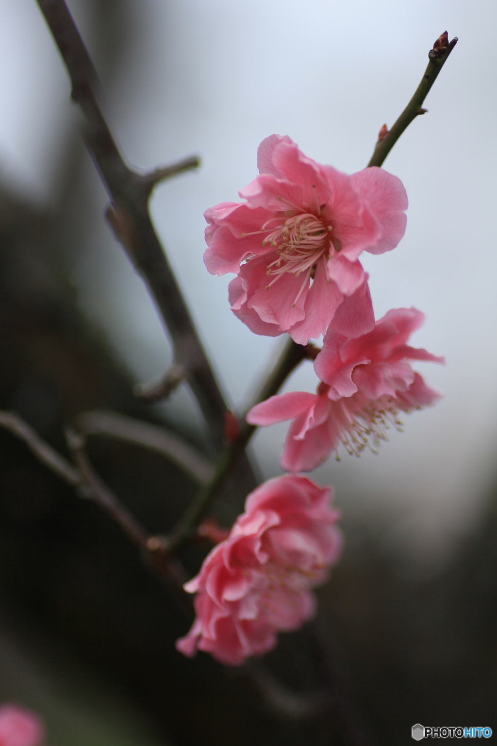 撮って出し(2025-04-06_09-49)-(Canon EOS 60D-9