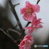 撮って出し(2025-04-06_09-49)-(Canon EOS 60D-9