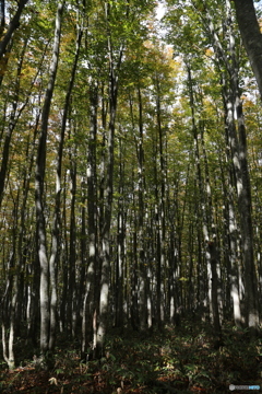 撮って出し(2025-10-27_09-37)-(Canon EOS 6D-28