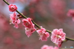 撮って出し(2025-04-12_11-18)-(Canon EOS 60D-9