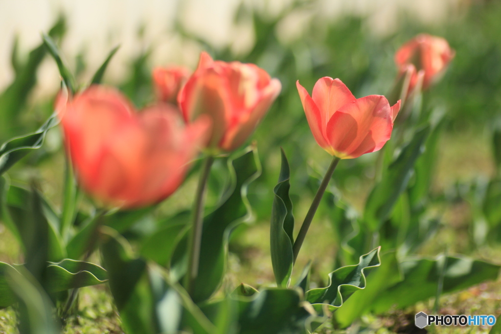 撮って出し-Canon EOS 60D-90.0-41_03_30-3