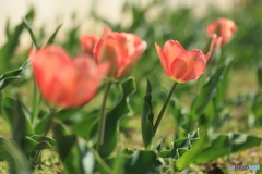 撮って出し-Canon EOS 60D-90.0-41_03_30-3