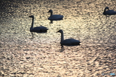 撮って出し(2024-12-09_07-29)-(Canon EOS 60D-2