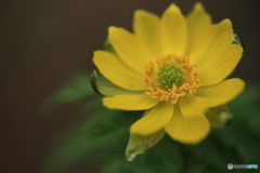 撮って出し(2024-04-08_11-36)-(Canon EOS 6D-90