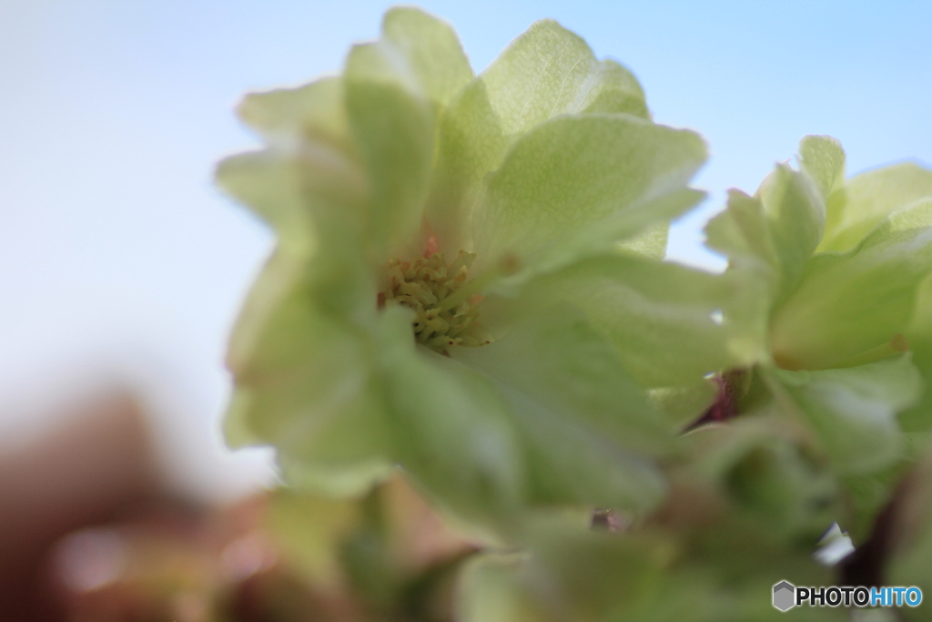 撮って出し(2025-04-30_14-16)-(Canon EOS 60D-9