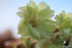 撮って出し(2025-04-30_14-16)-(Canon EOS 60D-9