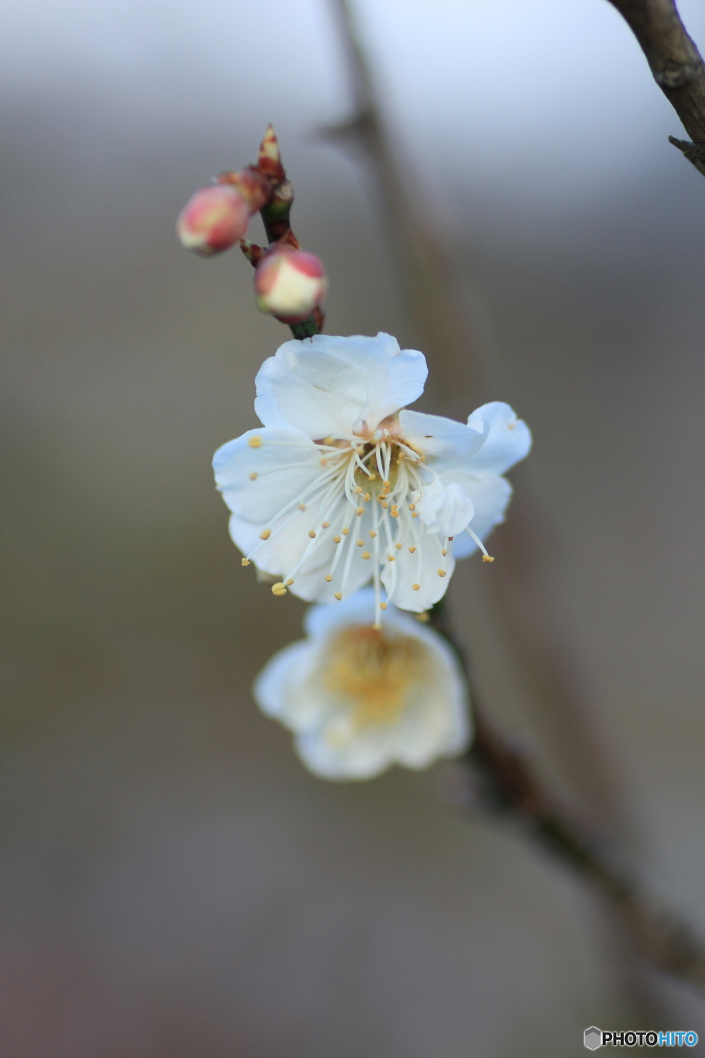 撮って出し(2025-03-31_06-40)-(Canon EOS 60D-9