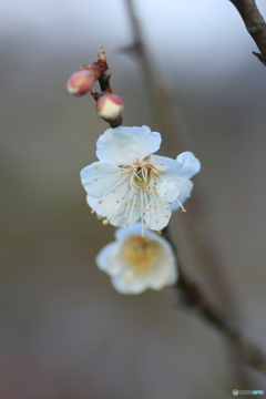 撮って出し(2025-03-31_06-40)-(Canon EOS 60D-9