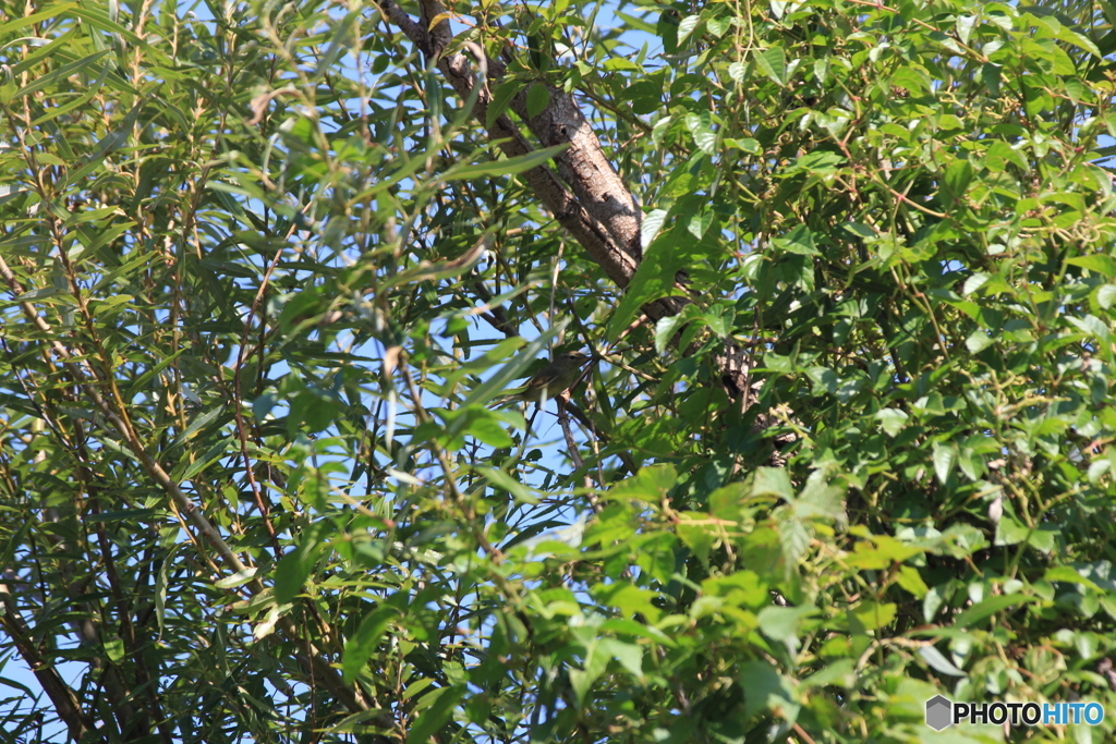 撮って出し(2025-10-15_11-02)-(Canon EOS 60D-1