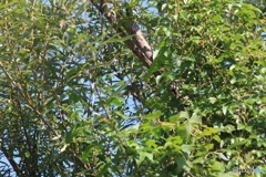 撮って出し(2025-10-15_11-02)-(Canon EOS 60D-1