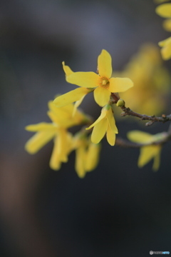 撮って出し-Canon EOS 60D-90.0-41_03_30-5