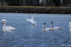撮って出し(2024-12-09_06-59)-(Canon EOS 60D-2