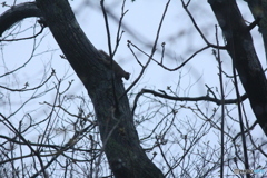 撮って出し(2025-04-20_06-36)-(Canon EOS 60D-2