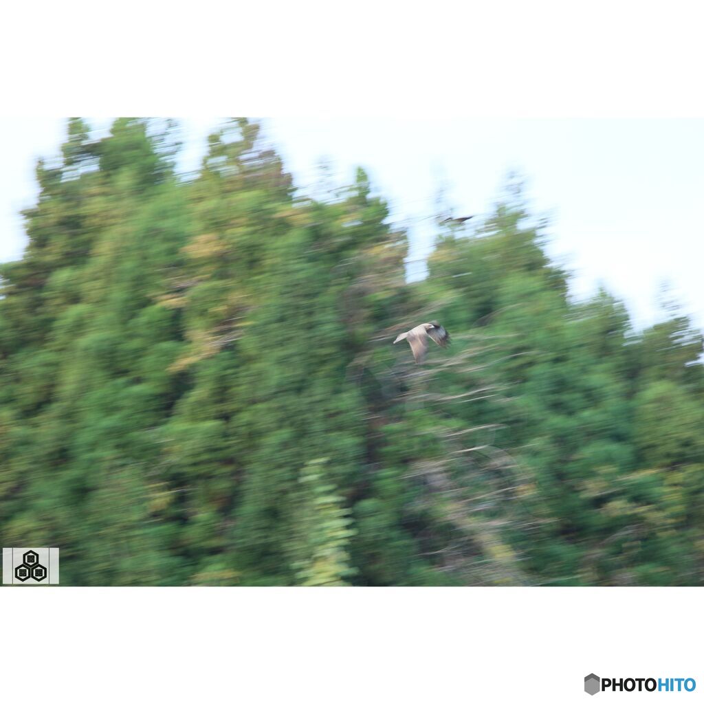 撮って出し(2023-11-26_08-13)-250-EF-S55-250mm