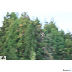 撮って出し(2023-11-26_08-13)-250-EF-S55-250mm