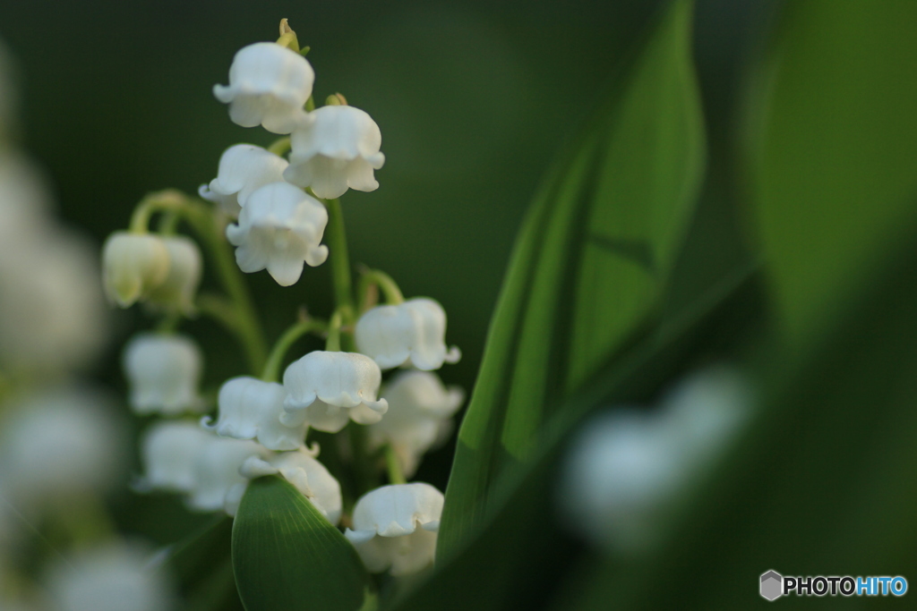 撮って出し-Canon EOS 60D-90.0-23_05_12-8