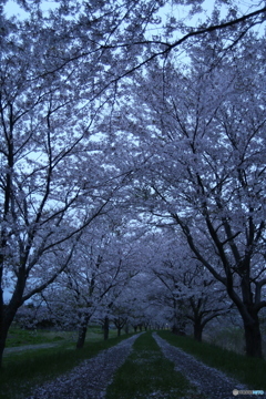 撮って出し(2025-04-24_18-48)-(Canon EOS 6D-0(