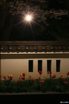 撮って出し-Canon EOS 6D-90.0-41_04_12-0