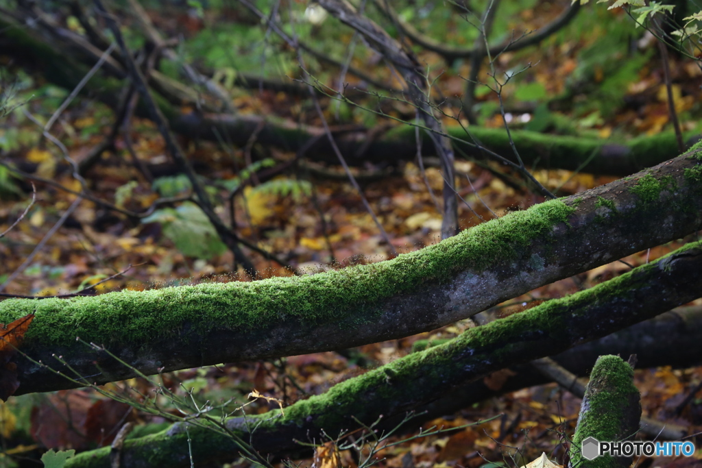 撮って出し(2025-11-04_08-24)-(Canon EOS 6D-13