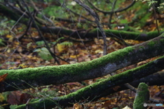 撮って出し(2025-11-04_08-24)-(Canon EOS 6D-13