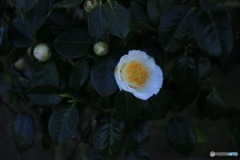 撮って出し(2024-04-10_16-18)-(Canon EOS 6D-90