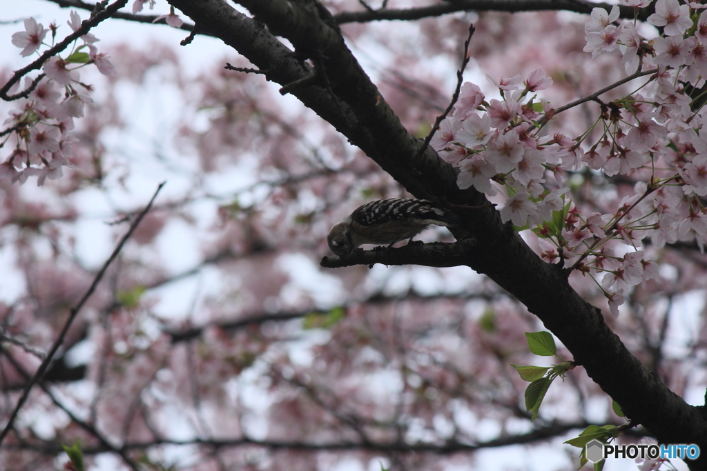 撮って出し(2025-04-24_08-29)-(Canon EOS 60D-2