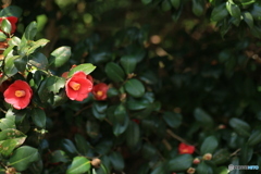 撮って出し(2024-04-12_13-44)-(Canon EOS 6D-90