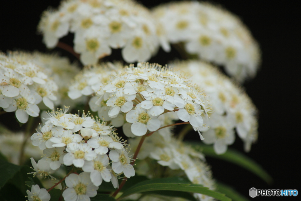 撮って出し(2024-05-12_10-02)-(Canon EOS 60D-2