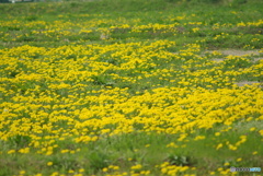 撮って出し(2025-04-26_10-53)-(PENTAX K10D-300