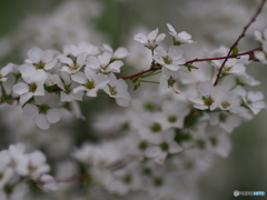 撮って出し(2024-04-19_15-05)-(E-M5-0())