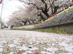 撮って出し(2024-04-19_14-18)-(E-M5-15(OLYMPUS