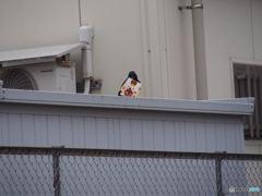 撮って出し(2025-03-22_15-03)-(E-M5-150(OLYMPU