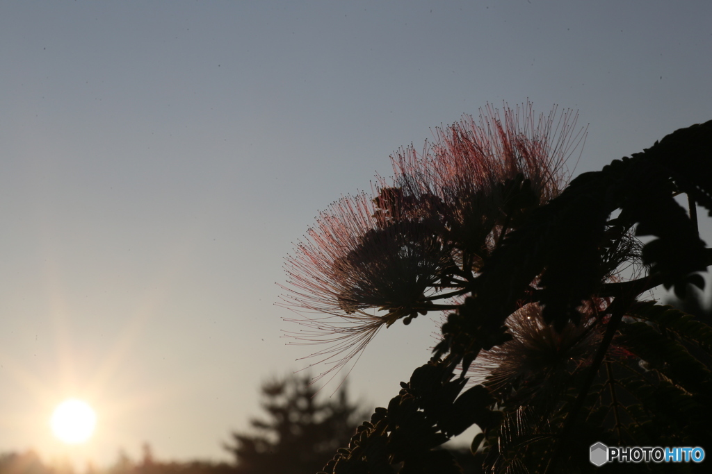撮って出し(2025-07-11_05-06)-(Canon EOS 6D-90