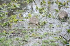 撮って出し(2025-04-20_07-42)-(Canon EOS 60D-2