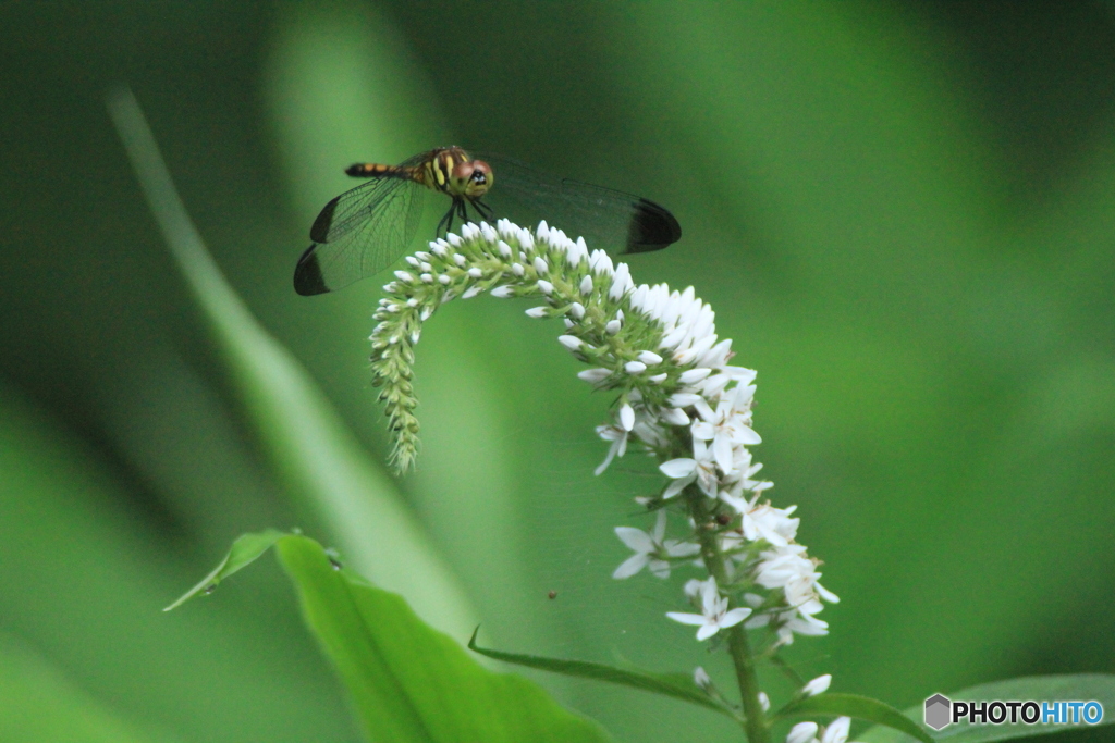 撮って出し(2025-07-08_05-30)-(Canon EOS 60D-3