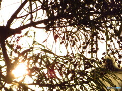 撮って出し(2024-04-28_17-51)-(Canon PowerShot