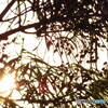 撮って出し(2024-04-28_17-51)-(Canon PowerShot