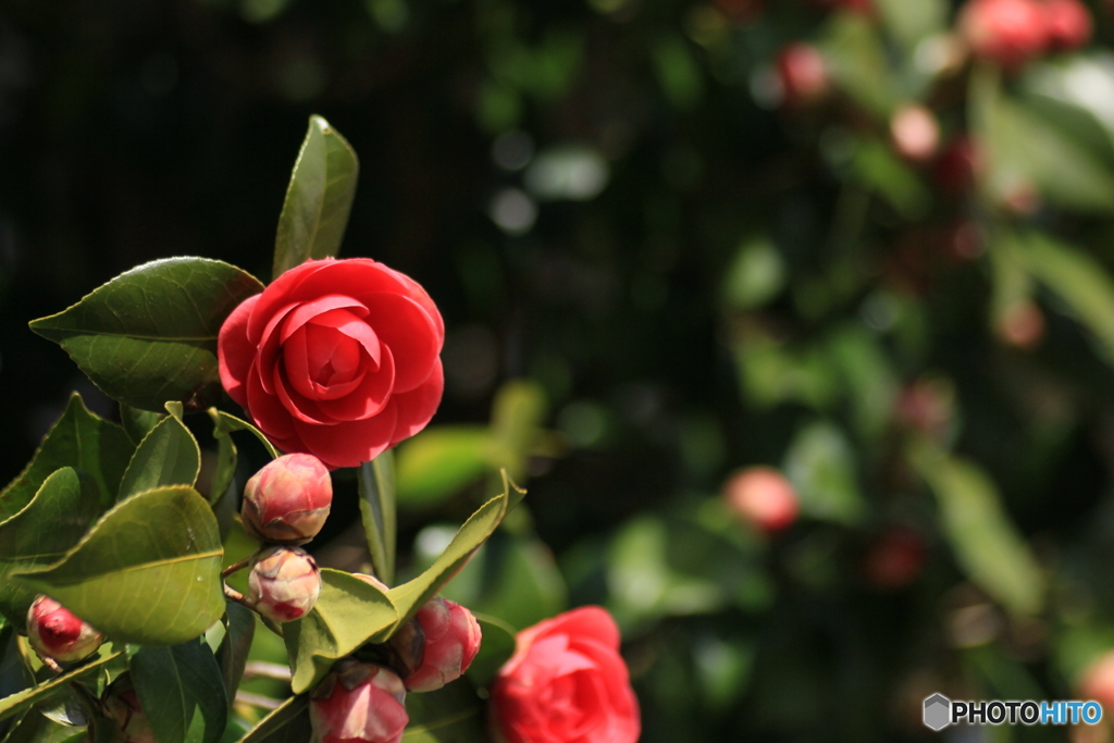 撮って出し-Canon EOS 60D-90.0-41_03_27-12