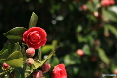 撮って出し-Canon EOS 60D-90.0-41_03_27-12