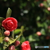 撮って出し-Canon EOS 60D-90.0-41_03_27-12